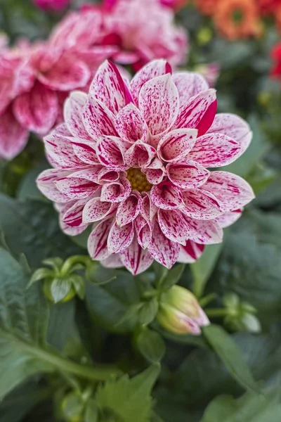 Różowa Dahlia Ogrodzie — Zdjęcie stockowe