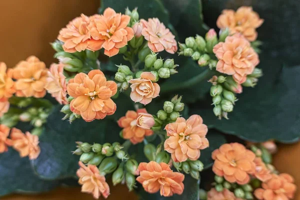 Begonia Flor Primavera — Foto de Stock