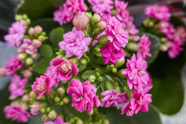 Blüte Der Rosa Begonie Frühling — Stockfoto