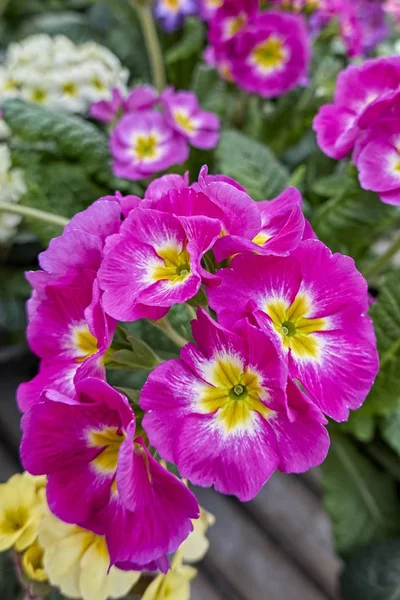 Bunte Primeln Frühling — Stockfoto