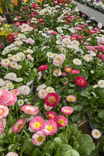 Bellis Perennis Margarita Pomponette Flor — Foto de Stock