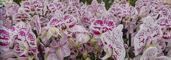 Orchid Bloom Garden — Stock Photo, Image