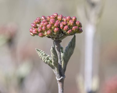 bahar bitki üzerinde dostum