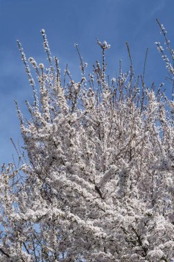 ağaç bahar beyaz çiçek