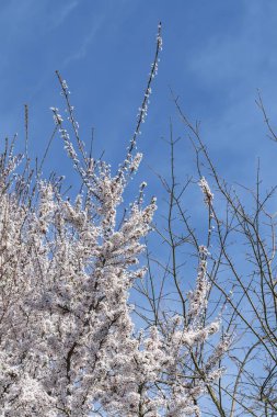 ağaç bahar beyaz çiçek