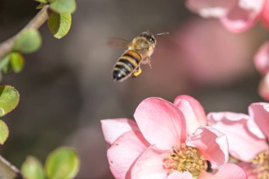 nektar çiçek üzerinde emme arı