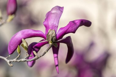 Manolya çiçek ağaç üzerinde