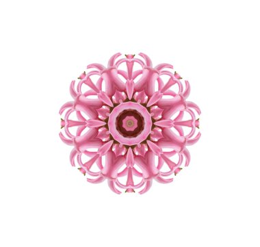 beyaz zemin üzerine pembe sümbül