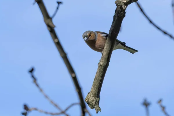 Finch Fringilla Coelebs Pasăre Copac — Fotografie, imagine de stoc