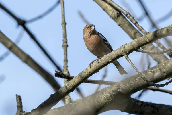 Finch Fringilla Coelebs Pasăre Copac — Fotografie, imagine de stoc