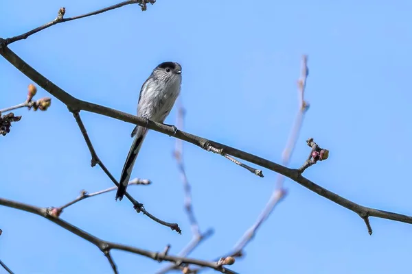 Pájaro Cola Larga Árbol —  Fotos de Stock