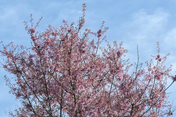 春の花の木 — ストック写真