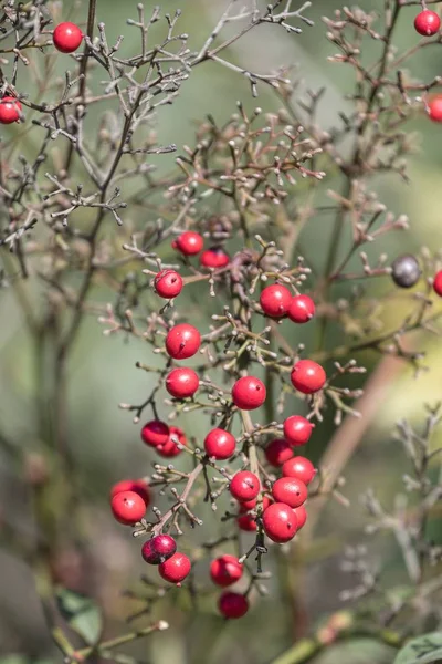 Baie Rouge Dans Jardin — Photo