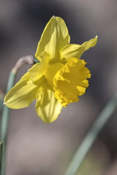 Narzissen Blühen Frühling Garten — Stockfoto