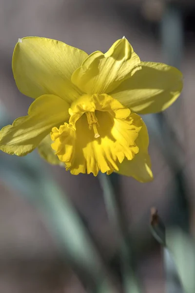 Narzissen Blühen Frühling Garten — Stockfoto