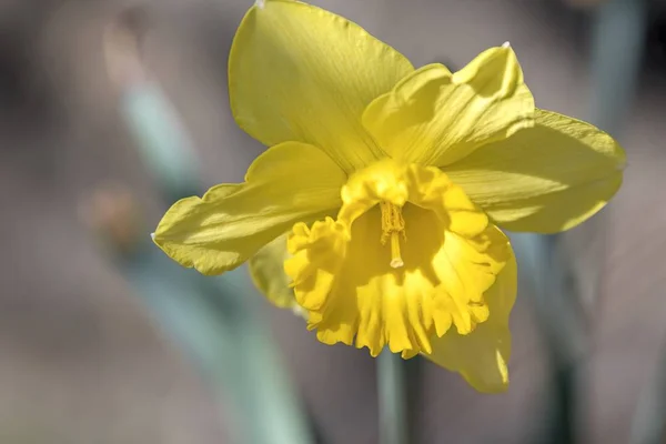 Narzissen Blühen Frühling Garten — Stockfoto