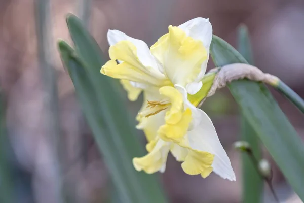 Narzissen Blühen Frühling Garten — Stockfoto