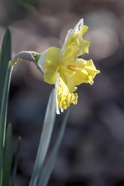 Narzissen Blühen Frühling Garten — Stockfoto