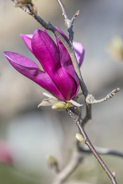 Magnolia Flower Tree — Stock Photo, Image