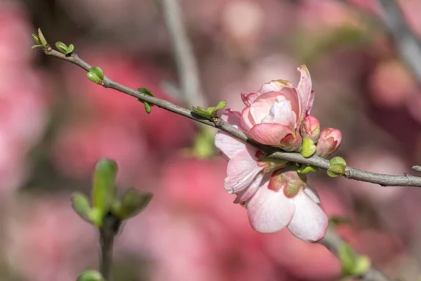 Pink Flower Tree Spring — Stock Photo, Image