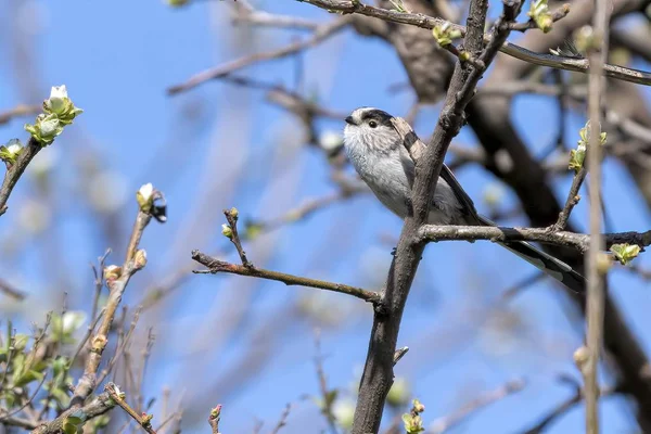 long tailed tit bird on tree
