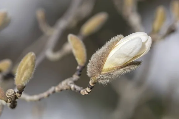 Квітка Магнолії Дереві — стокове фото