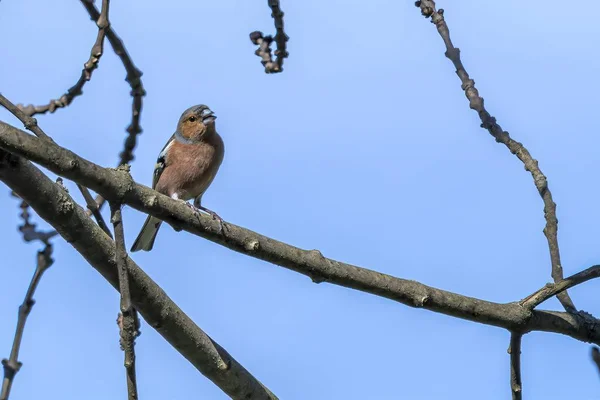 Finch Fringilla Coelebs Pasăre Copac — Fotografie, imagine de stoc