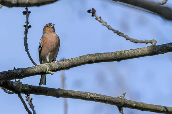 Pinson Fringilla Coelebs Oiseau Sur Arbre — Photo