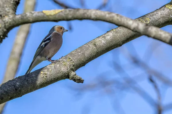 Finch Fringilla Coelebs Pasăre Copac — Fotografie, imagine de stoc