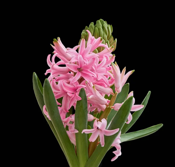 Pink hyacinth in the vase — Stock Photo, Image