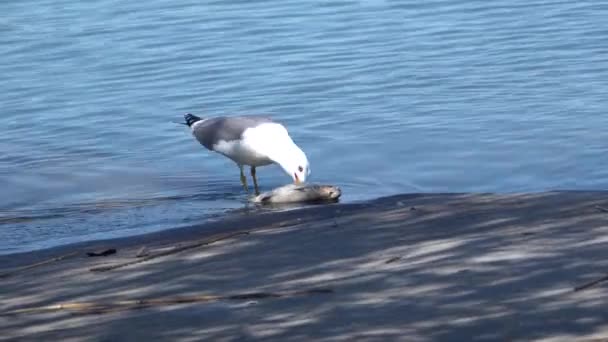 Чайка їсть мертву кукурудзяну рибу — стокове відео