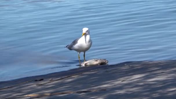 Seagull eten dode kopvoorn vis — Stockvideo