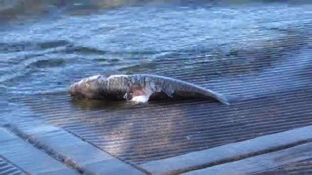 Döda Färna fisk på sjön — Stockvideo