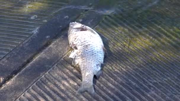 Pescado chub muerto en el lago — Vídeo de stock