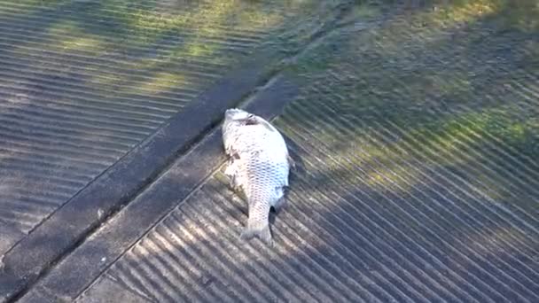 Pescado chub muerto en el lago — Vídeo de stock