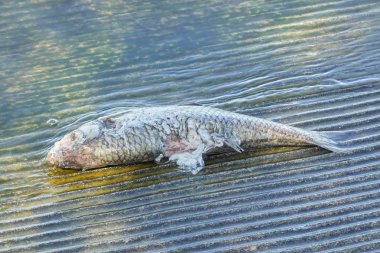 Göl kenarında ölü balık Balık