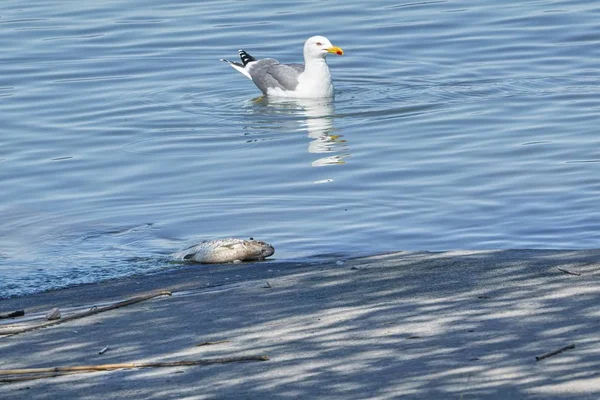 シーガル死んでマサバ魚を食べること — ストック写真