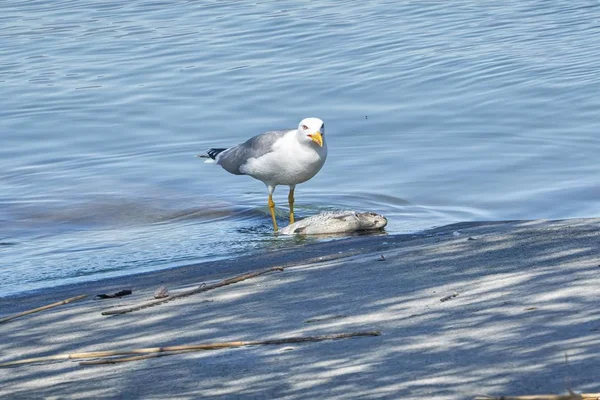 Möwe Frisst Toten Döbelfisch — Stockfoto