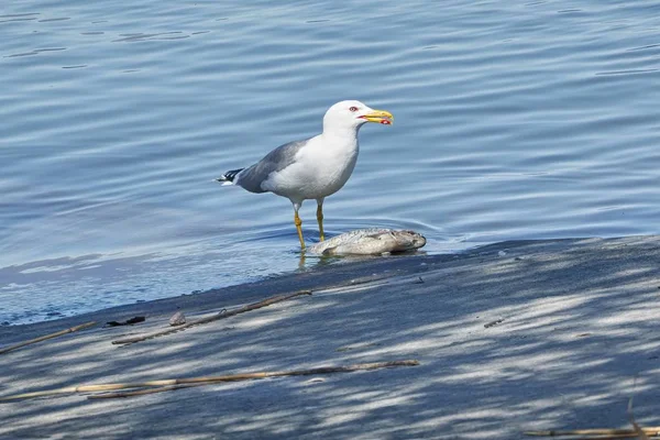 Gaviota Comer Pescado Chub Muerto — Foto de Stock