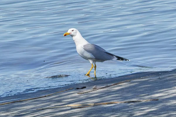 Möwe Frisst Toten Döbelfisch — Stockfoto