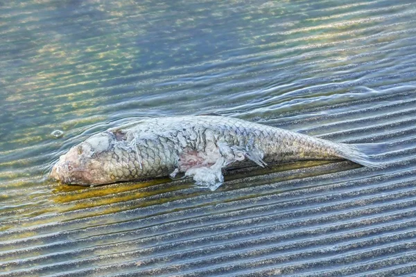dead chub fish on lake