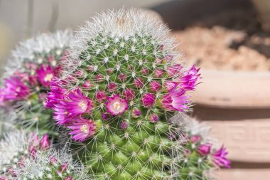 Vazoda çiçek etli bitki