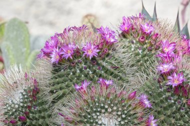Vazoda çiçek etli bitki