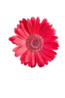 beyaz izole kırmızı gerbera daisy