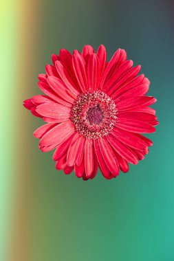 izole kırmızı gerbera papatya