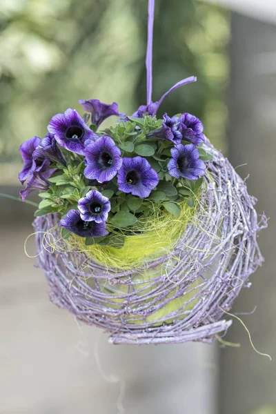 hanging bellflower for home decor