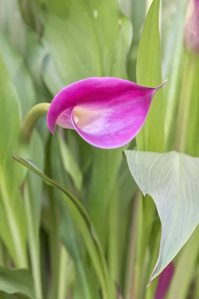 Pink Calla Lily Garden — Stock Photo, Image