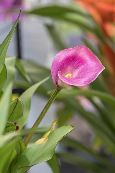 Pink Calla Lily Garden — Stock Photo, Image