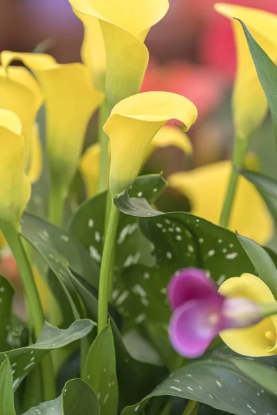 Yellow Calla Lily Garden — Stock Photo, Image