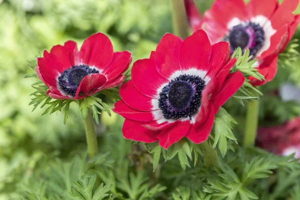 Cultivated Poppy Garden — Stock Photo, Image